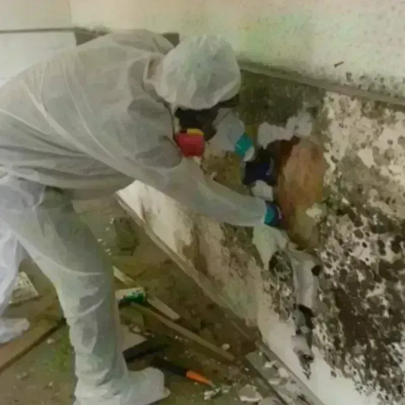 Mold Remediation and Removal in Cleary, MS